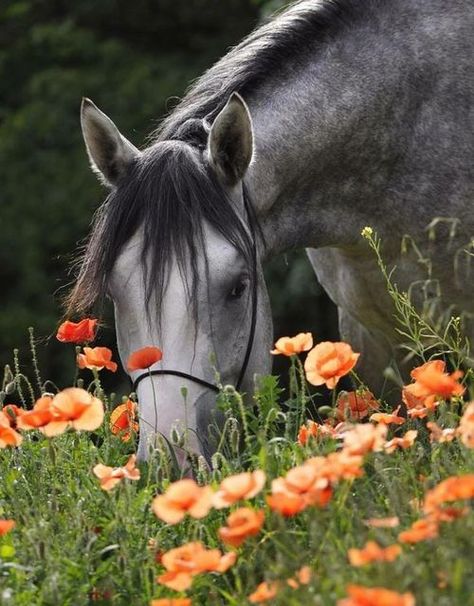 gsfrenchshabbylife Dapple Grey Horses, Grey Horse, All About Horses, Majestic Horse, All The Pretty Horses, Horse Crazy, Pretty Horses, Horse Photography, Horse Pictures