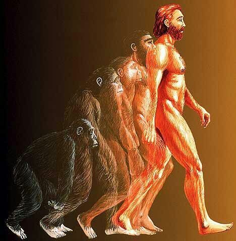 Evolution Theory Human Evolution Illustration, Evolution Illustration, Darwin's Theory Of Evolution, Darwin Theory, Human Body Science, Creation Science, Evolutionary Biology, Theory Of Evolution, Library Science