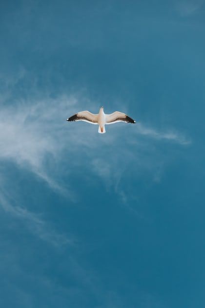 Flying Birds Images, Flying Aesthetic, Dove Flying, Birds In The Sky, Brown Bird, Animals Pictures, Focus Photography, Green Bird, White Bird