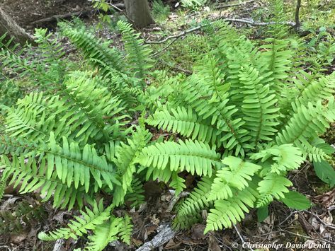 Polystichum acrostichoides Polystichum Acrostichoides, Types Of Flowers, Leaf Shapes, Flower Shape, Colorful Flowers, Perennials, Wild Flowers, Plants, Flowers