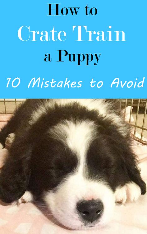 Click Training Puppy, Safe Puppy Treats, Best Way To Train A Puppy, Maltipoo Puppy Training, Best Puppy Toys To Keep Them Busy, Puppy Training Hacks, Tips For Training A Puppy, Create Training Puppies, Puppy House Training