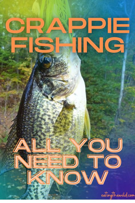 Crappie Fish Recipes, Bluegill Bait, Fish Infographic, Crappie Rigs, Catfish Rigs, Walleye Rigs, Bait For Fishing, Fishing Pics, How To Catch Crappie