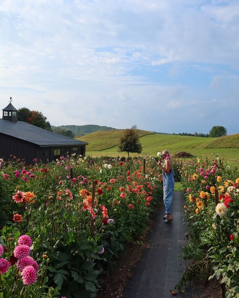 A picture is worth a thousand words! And this season’s favourite photo perfectly captures the heart & beauty of our you-pick events. Come see for yourself at Valhaven Farm, reserve your spot while you still can! 💐✨💕 ✨Book Your Ticket, Link In Bio 💐 info@valhavenfarm.ca 📍Located in Hockley, Ontario #PickYourBouquet #CreateYourBouquet #LocalFlowers #BloomWithUs #DufferinCounty #Flowers #FloralExperience #Florist #Dahlias #Peonys #FlowerFarm #ValhavenFarm Farm Flower Garden, Flower Farm Photography, Wild Flower Farm, Farm Fresh Flowers, Micro Flower Farm, U Pick Flower Farm, You Pick Flower Farm, Flower Farm Aesthetic, Farm Asthetic