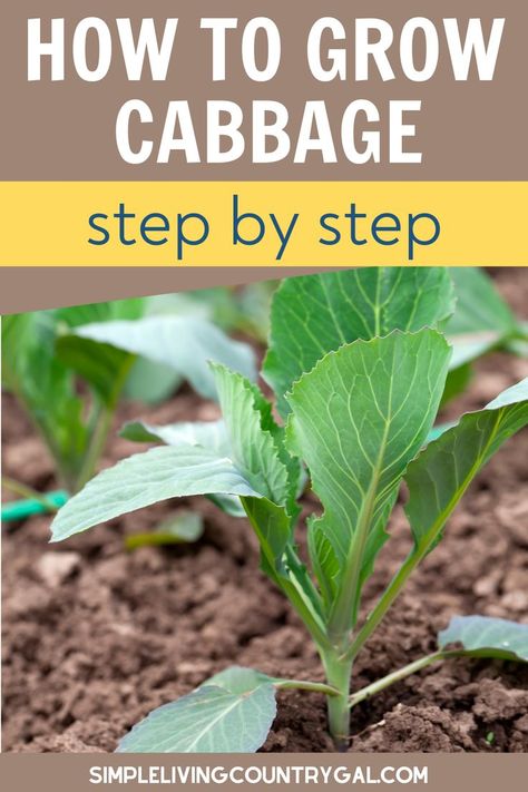 How To Store Cabbage, Grow Cabbage, Growing Cabbage, Cabbage Flowers, Cabbage Plant, Growing Sweet Potatoes, Growing Peppers, Grow A Garden, Cabbage Seeds