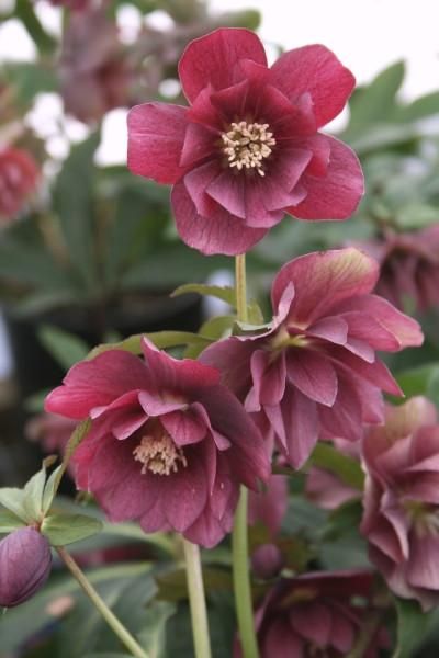 Encyclopedia of Perennial Plants, Perennials, Plant Catalog Rabbit Resistant Plants, Dry Shade Plants, Lenten Rose, Best Perennials, Plant Catalogs, End Of Winter, Christmas Rose, Herbaceous Perennials, Flowers For You