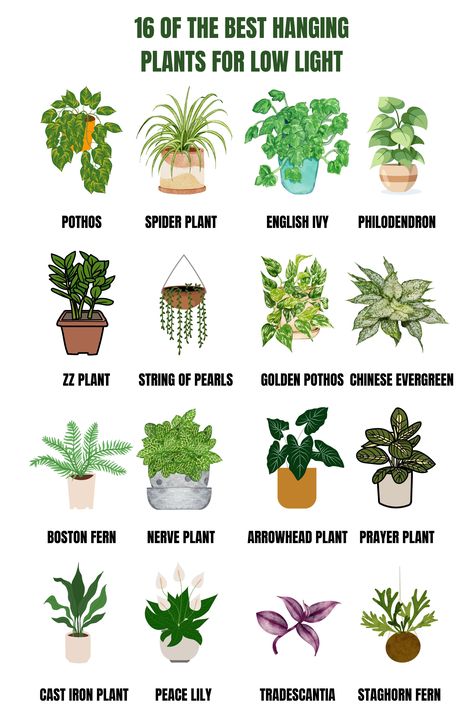 Plants That Grow In Low Light Indoors, Great Indoor Plants Houseplant, Plants That Do Well In Low Light, Hanging Garden Aesthetic, Plants For The House, Indoor Plants With Low Light, House Hanging Plants, Plants To Put In Bedroom, Best Houseplants For Low Light