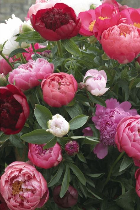 Lily Varieties, Flower Gardening Ideas, Garden Lily, Growing Lilies, Types Of Lilies, Lily Care, Planting Peonies, Peony Root, Growing Peonies