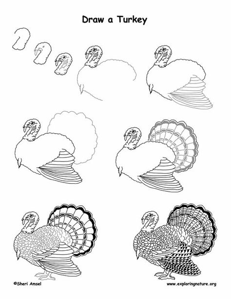 Turkey Drawing Lesson PDF @ http://www.exploringnature.org/graphics/drawing/turkey_drawing.pdf Drawings Of Turkeys, Drawing A Turkey, Turkey Animal Drawing, Turkey Bird Drawing, How To Draw A Turkey Step By Step, How To Draw A Turkey, Drawing Turkey, Turkey Drawings, Turkey Sketch