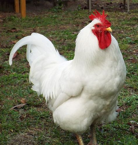 Chicken Breed Focus - Jersey Giant | BackYard Chickens - Learn How to Raise Chickens Giant Backyard, What To Feed Chickens, Jersey Giant, Rhode Island Red Chickens, Giant Chicken, How To Raise Chickens, Rhode Island Red, Barn Pictures, Raise Chickens