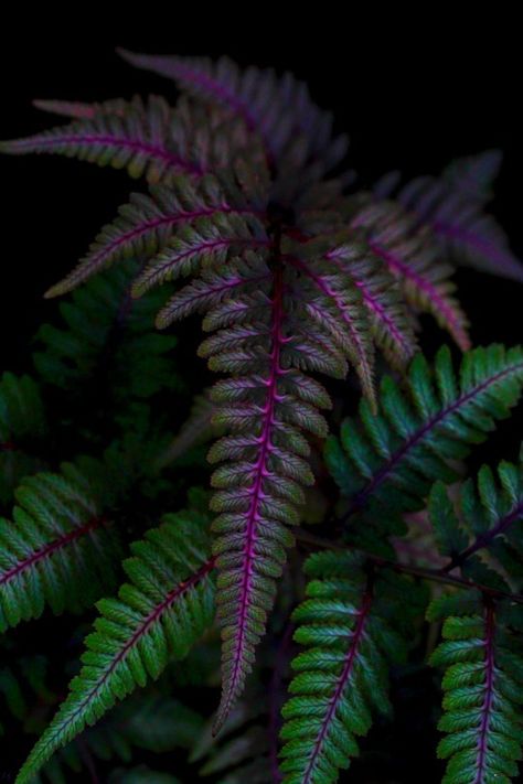 Painted Fern, Japanese Painted Fern, Ferns Garden, Shade Garden Plants, Gothic Garden, Fern Plant, Foto Art, Shade Plants, Shade Garden