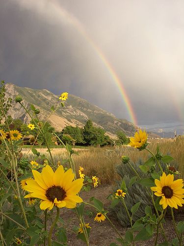 via Jan on Flickr Rainbow Promise, Cer Nocturn, Sunflower Aesthetic, Rainbow Pictures, Matka Natura, Rainbow Rain, Rainbow Sky, Rainbow Aesthetic, Love Rainbow