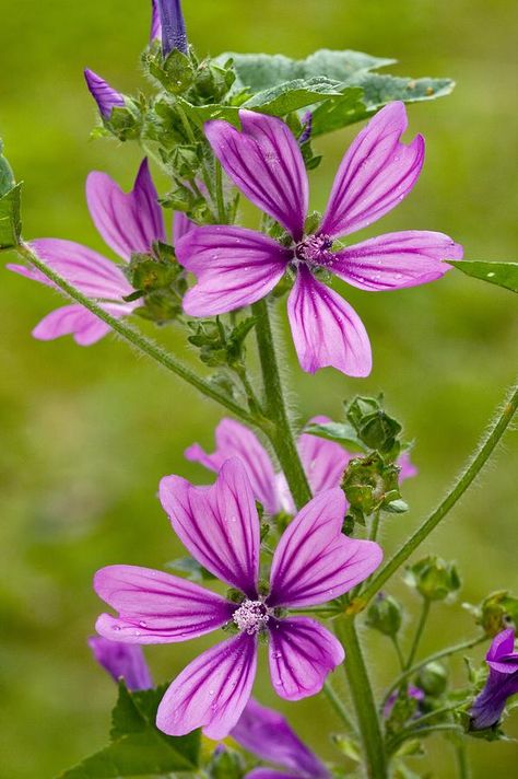 Common Mallow (malva Sylvestris) Common Mallow, British Wildflowers, Malva Sylvestris, British Wild Flowers, Mallow Flower, Wild Flower Meadow, Wildlife Garden, Flower Meadow, Coloring Inspiration