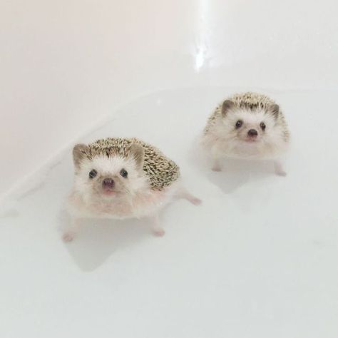 Just a couple hedgehogs enjoying a bath Pet Hedgehog, Landak Mini, Interesting Animal, Don Pedro, Hedgehog Pet, Funny Pets, Animals Funny, Cute Hedgehog, Cute Animal Photos