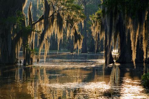 Louisiana’s Mississippi Delta is one of the most biologically diverse ecosystems in the United States. The swamps and bayous are home to countless species of fish, birds, reptiles, and mammals that thrive in and around its fertile waters. In addition to its natural wonders, the area is steeped in history, going back to the era when Louisiana was a French colony; much of that influence can still be found all over the area even though it is centuries old. With plenty of swamp and history tours, ge Pubs In London, Bayou Country, Swamp Tours, Louisiana Swamp, Louisiana Bayou, Bg Design, Kunst Inspiration, Southern Gothic, 수채화 그림