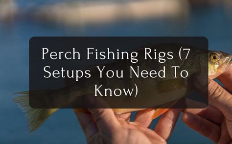 Perch Fishing Rigs (7 Setups You Need To Know) My Fishing Skill Fishing Rigs Freshwater, Fishing Hacks, Perch Fishing, Fishing Ideas, Fishing Stuff, Fishing Rigs, Fishing Tools, Fishing Tips, Fishing Gear