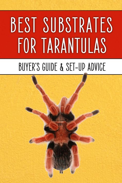 What is the best tarantula substrate? In this guide a tarantula keeper with 20+ years of experience delves into the various options to see which ones really perform best. Handy hints for anyone keeping pet invertebrates. Tarantula Care Guide, Tarantula Aesthetic, Rose Hair Tarantula, Tarantula Habitat, Tarantula Enclosure, Pet Tarantula, Arachnids, Animal Care, Learn To Love