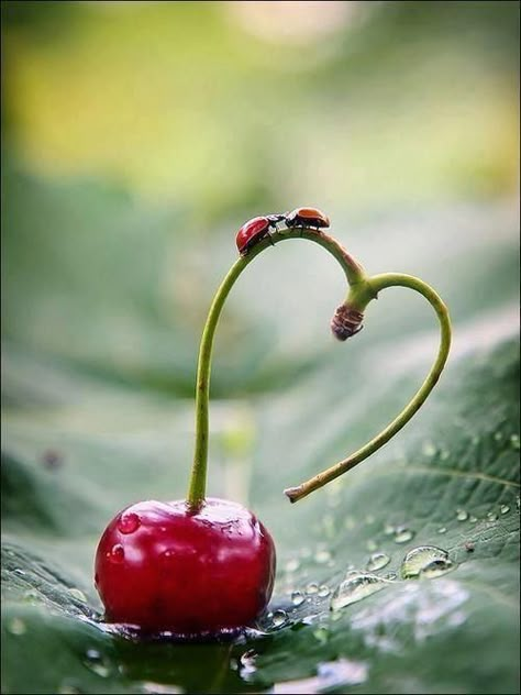 Cherry love. Heart In Nature, I Love Heart, Foto Tips, Beating Heart, Foto Art, Jolie Photo, Beetles, Heart Art, Lady Bug