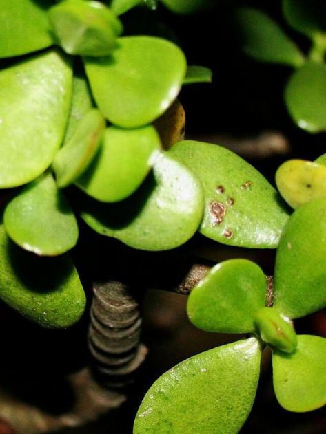 The Enigma of Ebony: Unveiling the Black Spots on the Jade Plant - Houseplant Central Is Something Wrong, Jade Plant, Jade Plants, Terrarium Plants, Plant Health, Brown Spots, Dog Eating, All About Plants, Black Spot