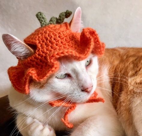 Crochet Pumpkin Hat, Cat Hat Pattern, Gato Crochet, Kat Haken, Chat Crochet, Crochet Cat Hat, Pumpkin Bucket, Cats Pattern, Crochet Cap
