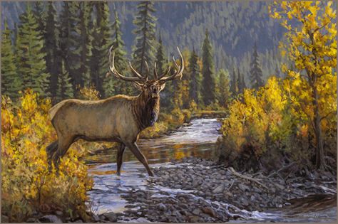 Rocky Mountain Elk oil painting oil painting by wildlife artist Bruce Miller Woodland Caribou, Moose Painting, Alaska Moose, Moose Pictures, Cai Sălbatici, Breathtaking Nature, Bull Elk, Deer Art, Wildlife Paintings