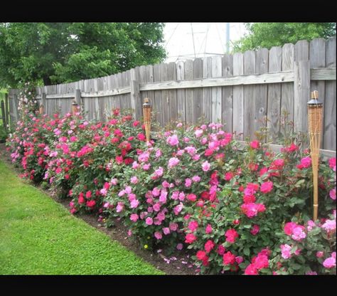 Landscaping Along Fence, Rosen Beet, Knockout Roses, Garden Shrubs, Fence Landscaping, Growing Roses, Wooden Fence, Lawn And Garden, Outdoor Plants