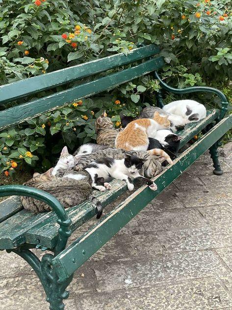 Cats Sleeping, Sleeping Animals, World Cat, Foster Kittens, Whidbey Island, Senior Cat, Kitten Rescue, Old Cats, Cat Sleeping