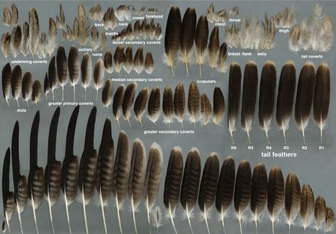 eagle feathers Bald Eagle Feather, Feather Identification, Eagle Feather Tattoos, Feather Meaning, Hawk Feathers, Types Of Feathers, Imperial Eagle, Eagle Feather, Eagle Feathers