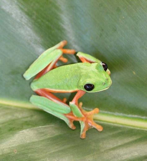 Agalychnis moreletii Black Eyed Tree Frog, Frog On A Leaf, Leaf Frog, Black Frog, Red Eyed Tree Frog, Habitat Destruction, Frog Drawing, Tiramisu Cake, Interesting Animals