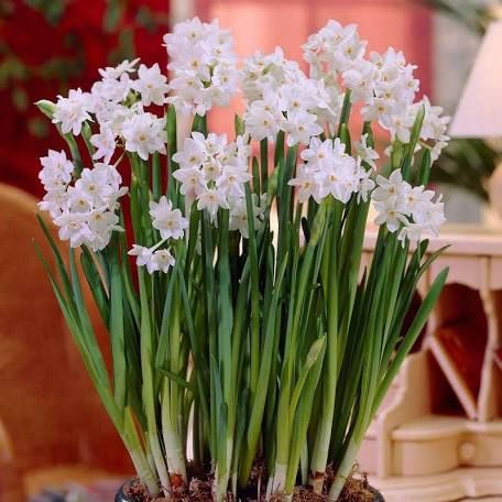 When To Plant Bulbs, Paperwhite Narcissus, Narcissus Bulbs, American Meadows, Early Spring Flowers, Amaryllis Bulbs, Fall Bulbs, Bulbs Indoor, Flower Bulbs