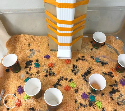 Bats And Spiders Sensory Bin, Spiders Sensory Bin, Spider Dramatic Play Preschool, Itsy Bitsy Spider Sensory Bin, Spider Sensory Bin, Preschool Spiders, Spider Sensory, Itsy Bitsy Spider Activities, Spiders Preschool