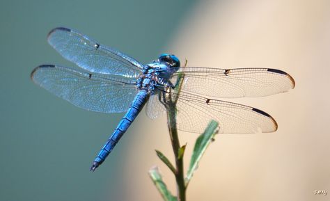 Blue Dasher Dragonfly Dragonfly Illustration, Dragonfly Images, Dragonfly Photography, Dragonfly Photos, Insect Photos, Dragon Flys, Dragonfly Painting, Dragonfly Tattoo Design, Gossamer Wings