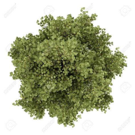 tree design - top view Trees Photoshop Plan, Tree Top View Png Photoshop, Trees Plan View, Tree Top View Architecture, Vegetation Architecture, Garden Top View, Tree Top View Png, Tree Plan Photoshop, Photoshop Landscape Architecture