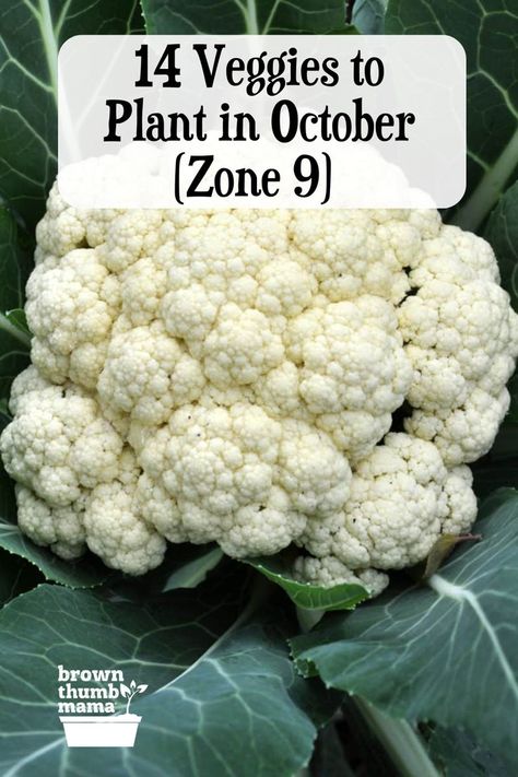 14 Vegetables to Plant in October (Zone 9) October Planting Guide Zone 9, Fall Garden Vegetables Florida, Vegetables To Plant In October, Fall Garden Zone 9, Zone 9 Fall Garden, Fall Garden Planting Schedule Zone 9, Winter Garden Zone 9, Zone 9 Fall Vegetable Garden, Zone 9a Planting Schedule