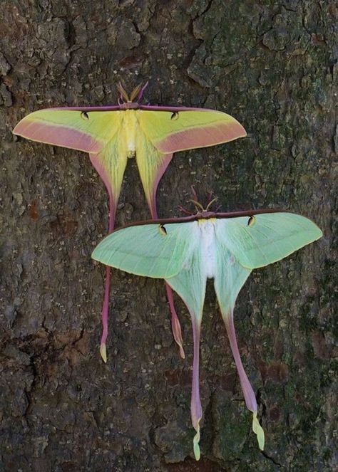 Chinese Luna Moth | Wild Kratts Wiki | Fandom Chinese Luna Moth, Colorful Moths, Cute Moth, Lunar Moth, Cool Insects, Moon Moth, Moth Caterpillar, Cool Bugs, Moth Tattoo