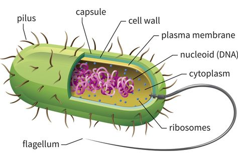 Learn about prokaryotic cells, single-celled organisms that are the earliest and most primitive forms of life on earth and include bacteria and archaeans. Prokaryotic Cell Model, Bacterial Cell Structure, Bacterial Cell, Cell Model Project, Microbiology Study, Nuclear Membrane, Cell Diagram, Prokaryotic Cell, Cells Project