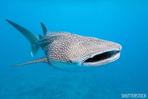 More than Meets the Eye: Whale Shark Eyeballs Have Two Incredible Features | Scuba Diving Fav Animal, Creature Marine, Swimming With Whale Sharks, Whale Sharks, Save The Whales, Animal References, Big Animals, Favorite Animals, Whale Shark