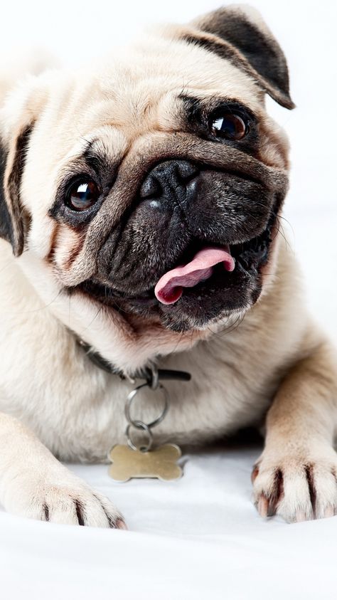 Pug Wallpaper Pug, Pug Wallpaper, Anjing Pug, Dogs Pictures, Pug Puppies, Dog Wallpaper, Cute Pugs, Pug Lover, Free Dogs