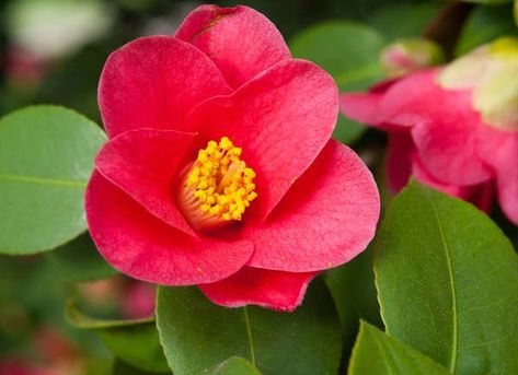 Yuletide Camellia Fall Flowers