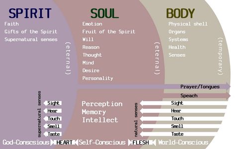 Image result for body soul and spirit Soul Vs Spirit, Spirit Body Soul, Soul Pictures, Ego Vs Soul, Mind Body Soul Spirit, Body Soul Spirit, Spiritual Stories, Gifts Of The Spirit, Soul Winning