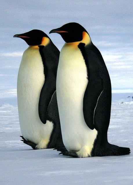 Adorable Penguins, Emperor Penguins, Gingerbread Ideas, Penguin Species, Penguin Love, Emperor Penguin, Flightless Bird, Arctic Animals, Cute Penguins