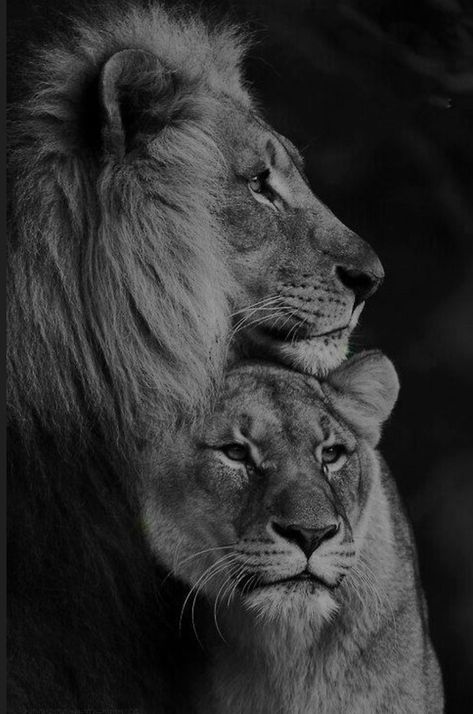 Desenio Posters, Lion Lioness, Lion Couple, Lioness Tattoo, Lion Family, Lion Photography, Lions Photos, Lion And Lioness, Lion Love