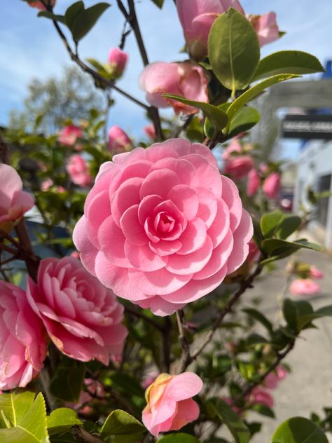 Pink Camellia Aesthetic, Camellia Flower Aesthetic, Aesthetic Flower Tattoo, Amelia Flower, Nails Acrylic Flowers, Bunga Camelia, Winter Flowering Plants, Camilla Flower, Uni Bedroom