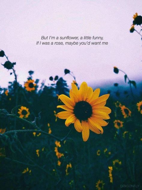 Sunflower Quotes, I Still Want You, Frases Tumblr, Wallpaper Tumblr, Out Of Time, Flower Quotes, Tumblr Quotes, Yellow Sunflower, Intp