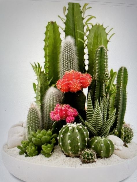 Succulent Plants Indoor, Repot Succulents, Cactus Arrangements, Indoor Succulent Garden, Cactus Garden Design, Mini Cactus Garden, Succulent Planting, Succulent Garden Landscape, Cactus Arrangement