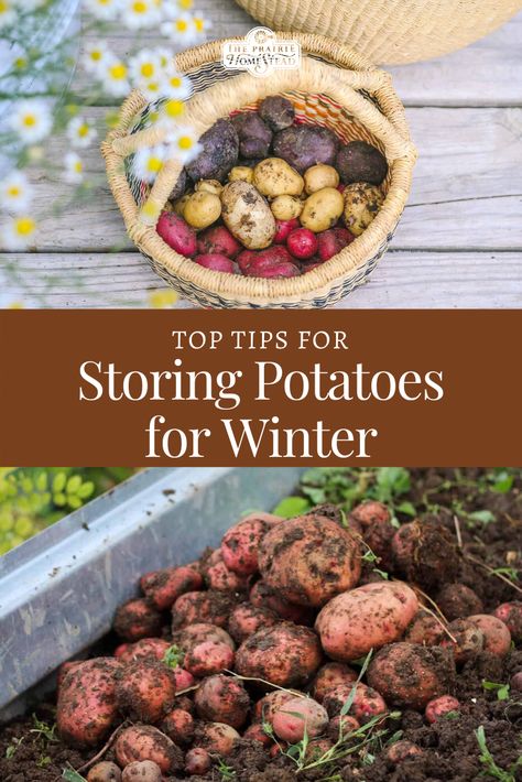 Top Tips for Storing Potatoes for Winter #storingpotatoes #winterpotatoes #harvestingpotatoes Harvesting Vegetables, Storing Potatoes, Potato Storage, Storing Vegetables, How To Store Potatoes, Canning Food Preservation, Root Cellar, Long Term Food Storage, Winter Storage