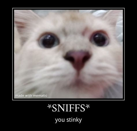 cat memes Stinky Cat, Cat Core, Spanish Animals, Quiet Cat, Silly Kitties, Cats Pictures, Funny Reaction, Doo Doo, Cat Meow