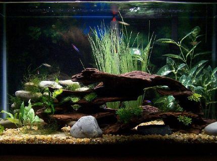 Homemade Aquarium, 29 Gallon Aquarium, 10 Gallon Fish Tank, Axolotl Tank, Fish Tank Ideas, Fish Aquarium Decorations, Fish Tank Themes, Amazing Aquariums, Cool Fish Tanks