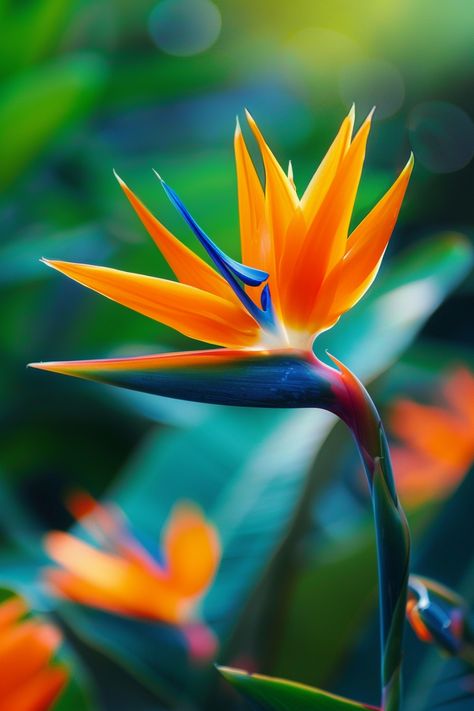 The Bird of Paradise is an exotic flower famed for its striking resemblance to a bird in flight. Its vividly colored blossoms in bright orange and blue make it an outstanding focal point in any garden or indoor space.  Light: Full sun to light shade. Water: Water regularly, allowing soil to dry out between waterings. Soil: Well-draining, fertile soil. Temperature: 65-75°F (18-24°C). Humidity: Moderate to high. Fertilizer: Balanced liquid fertilizer monthly during growing season.This tropical beauty is perfect for adding a splash of color and an exotic touch to landscapes and interior decor. 🐦✨  #tropical #garden #flowers #plantlover Raggiana Bird Of Paradise, Exotic Flowers Tropical, Strelitzia Reginae, Birds Of Paradise Plant, Paradise Bird, Bird Of Paradise Flower, Floral Design Classes, Paradise Plant, Flower Identification