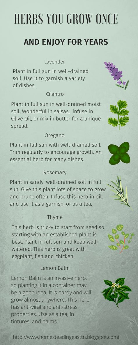 Six perennial herbs you can grow and enjoy for years. Herbal Garden Layout, Veg And Herb Garden Ideas, Perennial Herb Garden, Medicinal Herb Garden Layout, Herb Garden Design Layout, Permaculture Herb Garden, Herbal Medicine Garden Layout, Medicinal Herb Garden, Herbs For Peace And Harmony