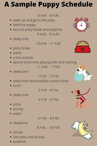 Dog Food Schedule, Puppy Routine Schedule 8 Weeks, New Puppy Area Ideas, Potty Training Puppy Schedule, Dog Routine Schedules, Puppy Training Schedule By Age, Puppy Routine Schedule, New Puppy Schedule, Puppy Shot Schedule